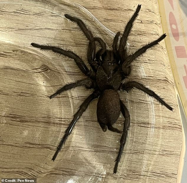 "Urgent UK Alert: Europe’s Largest Venomous Spider Stows in Olive Imports, Risks Voracious Spread"