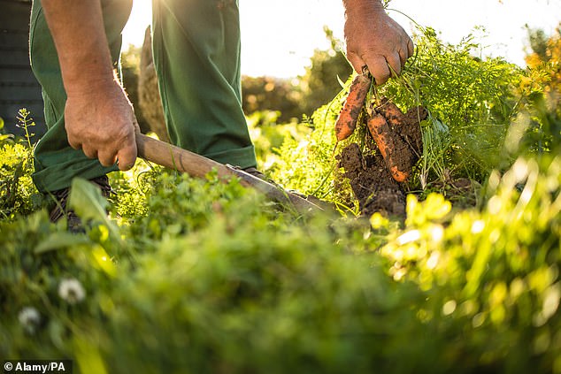 From Foe to Flourish: Experts Champion Moss as a Gardener’s Vital Ally