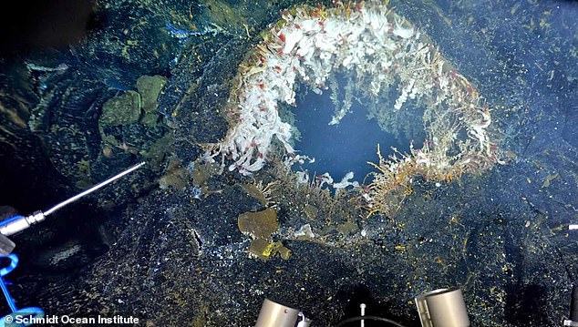 Massive Underwater Volcano Off U.S. Coast Could Erupt ‘Any Day,’ Top Scientists Warn