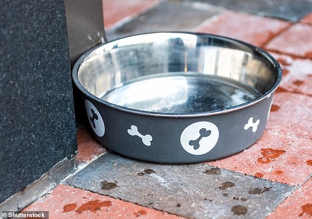 Vet Exposes Hidden Health Hazards in Shared Dog Water Bowls at Pubs
