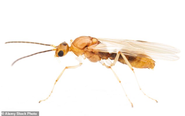 Title: "Invasive Venomous Insect from China Reaches 19 U.S. States: Is Your Region at Risk?"