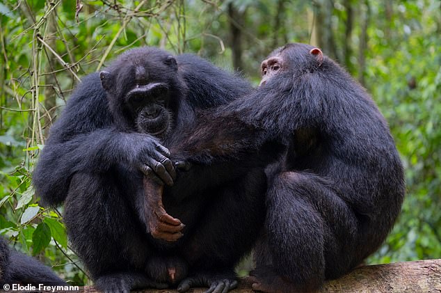 Chimpanzees Discovered Using Medicinal Plants for Wound Care in Groundbreaking Observation