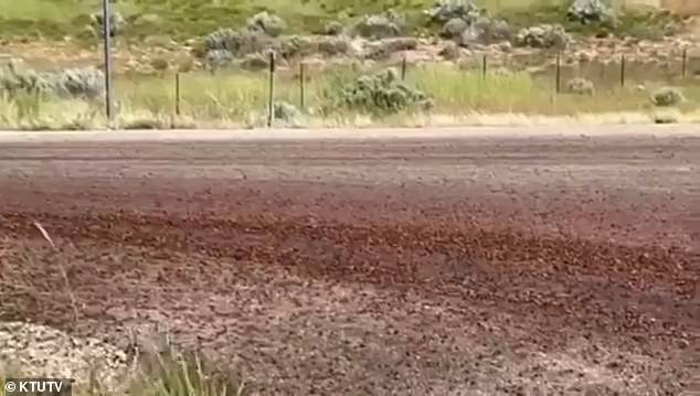 Biblical Cannibal Cricket Plague Sparks Deadly Chaos in US State