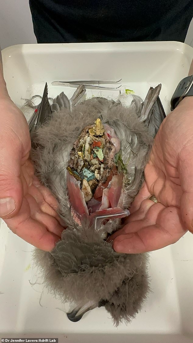 Plastic-Clogged Birds: Crunching Crisis Exposes Global Pollution’s Toll