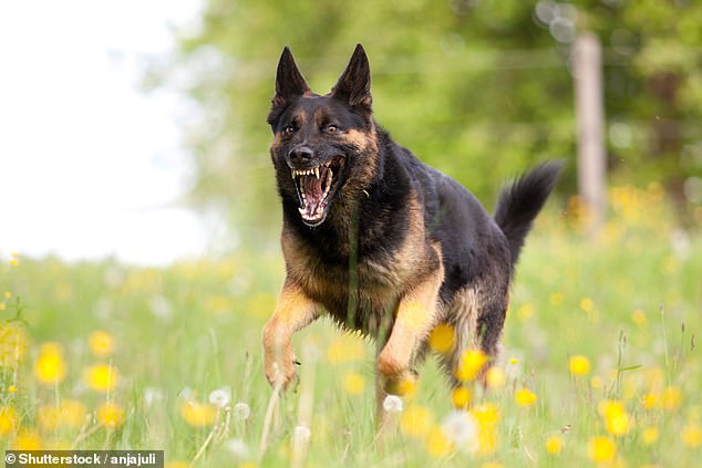 Breakthrough Research Identifies Top 10 Aggressive Dog Breeds with Unexpected Insights