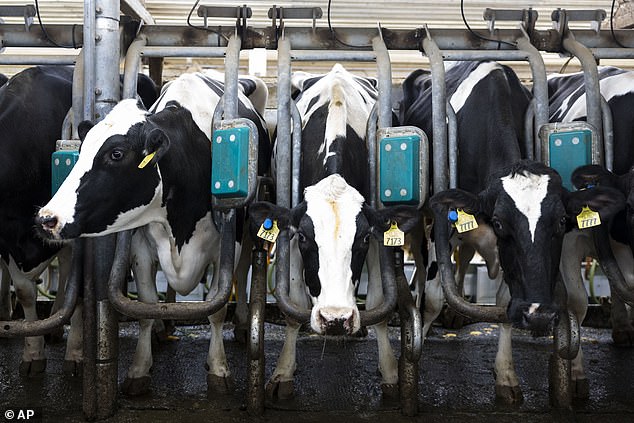 Scientists Propose Renaming World Milk Day to Bovine Mammary Secretion Day, Sparking Debate