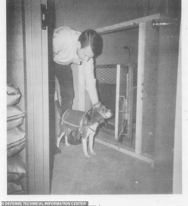 Inside CIA’s Covert Project 94: The Secret Team of Adorable Assassins