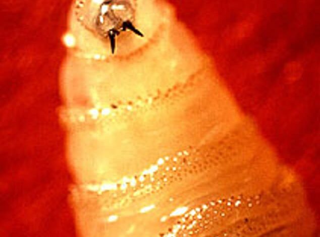 Flesh-Eating Insect Invasion Along US-Mexico Migration Routes Sparks Crisis Alert