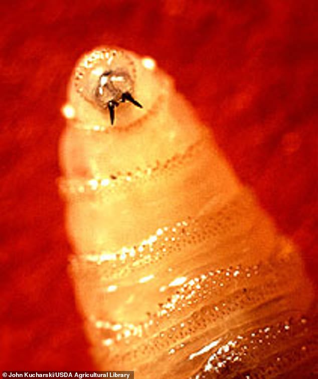 Flesh-Eating Insect Invasion Along US-Mexico Migration Routes Sparks Crisis Alert