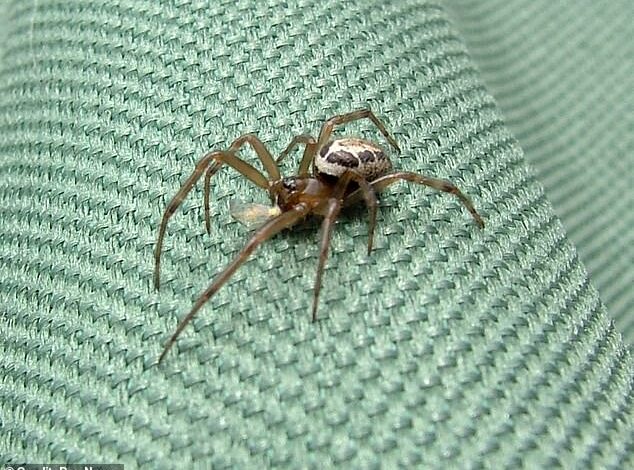 Noble False Widow Bite Leaves Hertfordshire Man in Unbearable Pain with Mobility Struggle