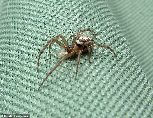 Noble False Widow Bite Leaves Hertfordshire Man in Unbearable Pain with Mobility Struggle