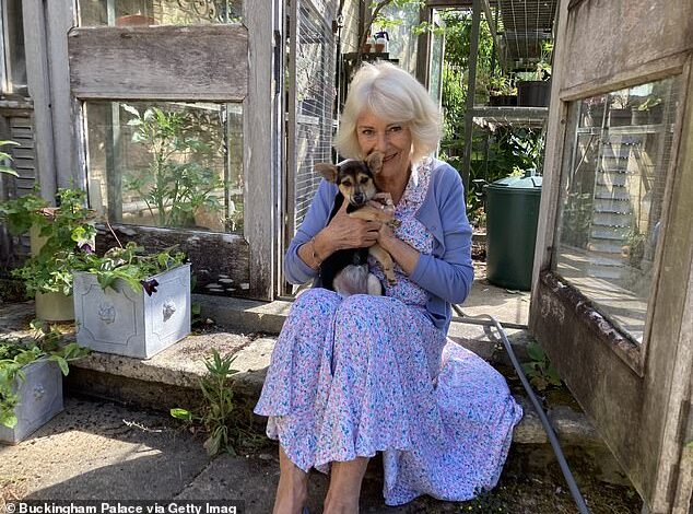 Royal Jack Russells: UK Ownership Surges 75% Following King and Queen’s Adoption