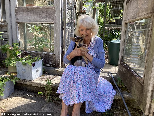 Royal Jack Russells: UK Ownership Surges 75% Following King and Queen’s Adoption