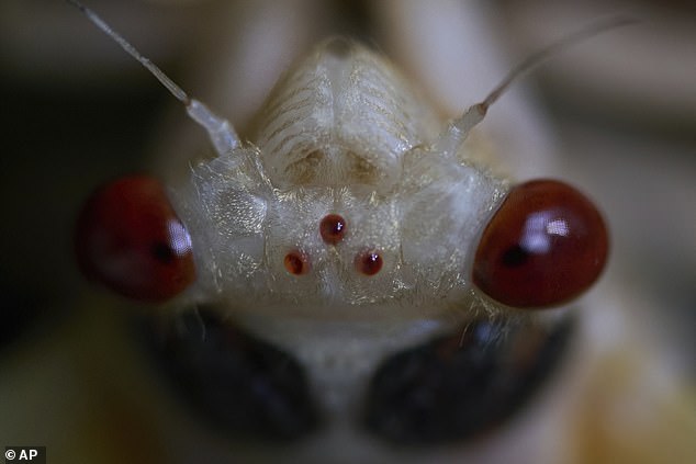 "17-Year Cicada Emergence Sweeps U.S. Coasts: Is Your Region at Risk?"