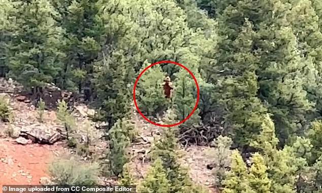 "Alleged Bigfoot Sighting in Colorado Wilderness Captured on Shocking Trail Video"