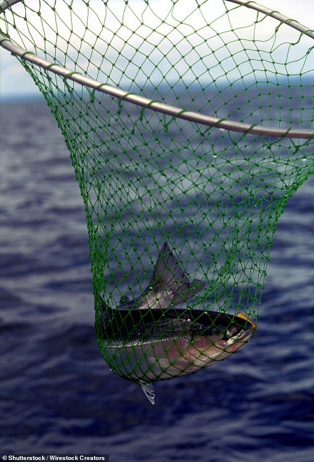 Scientists Urge Immediate Ban on Common Fish Slaughter After Confirming Human-Like Pain