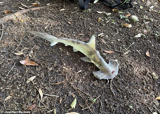 Golf Course Shock: Hammerhead Shark Plummets from Sky in Bizarre Real-Life ‘Sharknado’ Twist