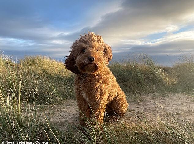 Vets Warn Trendy Designer Cavapoos Face High Risk of Embarrassing Health Disorders