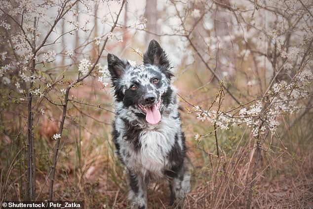Mudi Joins The Kennel Club as UK’s 225th Officially Recognized Dog Breed