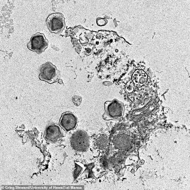 Scientists Uncover Hundreds of Mysterious Giant Viruses in Ocean Depths
