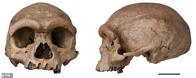Dragon Man Skull Unveiled: 217,000-Year-Old Discovery Reveals Lost Human Lineage
