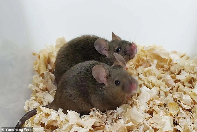 Mouse with Two Biological Fathers Reproduces in Same-Sex Parenthood Breakthrough