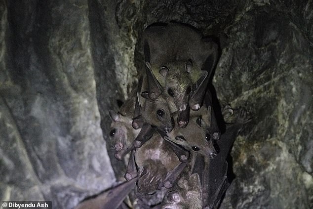 Two Novel Bat Viruses Found in China Raise Concerns for Human Spillover Risk
