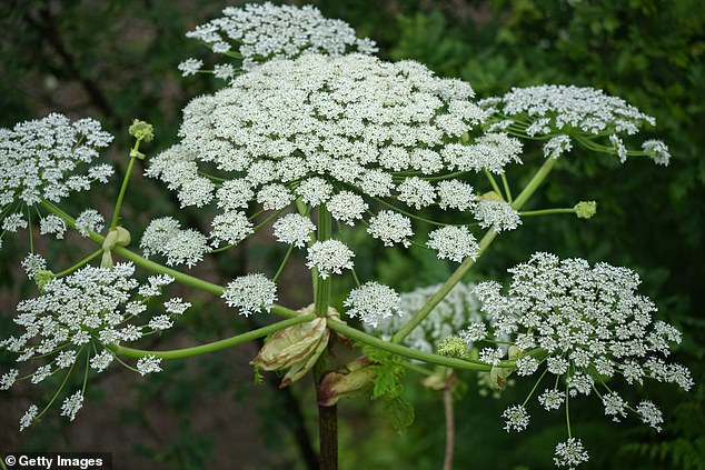 Interactive Giant Hogweed Map Tracks UK Hotspots of Toxic Plant Spread