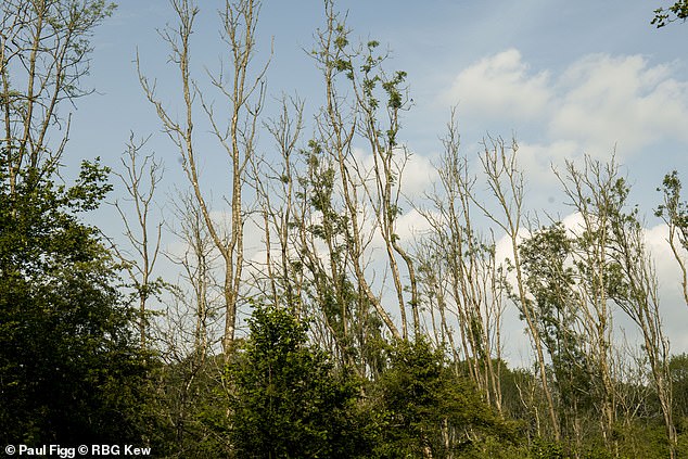 UK Ash Trees Develop Resilience, Offering Hope Against Ash Dieback Devastation
