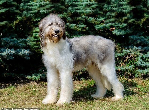 Unveiled: The UK’s Most Expensive Dog Breed Costing £16,000 to Own