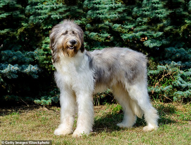 Unveiled: The UK’s Most Expensive Dog Breed Costing £16,000 to Own