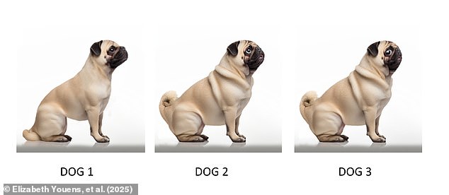 Vets Reveal Shifting Dog Breed Preferences—Test Your Cute Canine Picks Now!