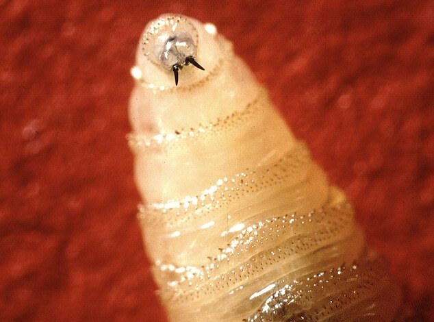 US Deploys Billions of Sterile Flies to Halt Flesh-Eating Pest Invasion from Mexico