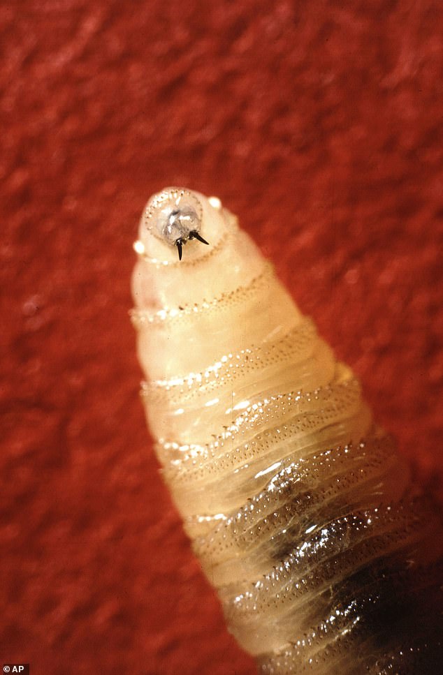 US Deploys Billions of Sterile Flies to Halt Flesh-Eating Pest Invasion from Mexico