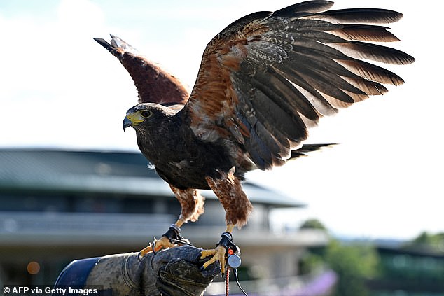 Wimbledon’s Hawk Rufus Spurs Succession Concerns Over Breeding Struggles, Sexuality Speculation