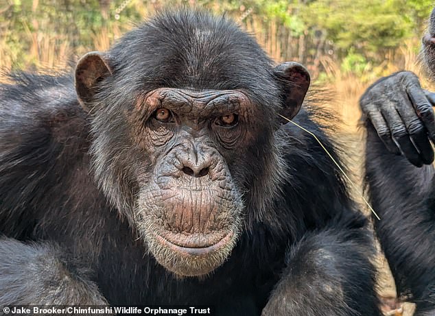 Chimps Develop Quirky Social Fads: Grass Ear Adornments Captured in Amusing Wildlife Photos