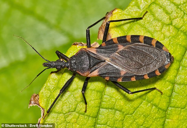 Experts Warn Parasites Feasting on Humans Spread Deadly Diseases Across the U.S.
