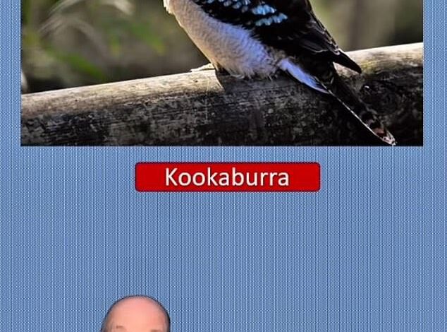 Can You Spot the Hidden Creature Camouflaged in This Kookaburra Photo?