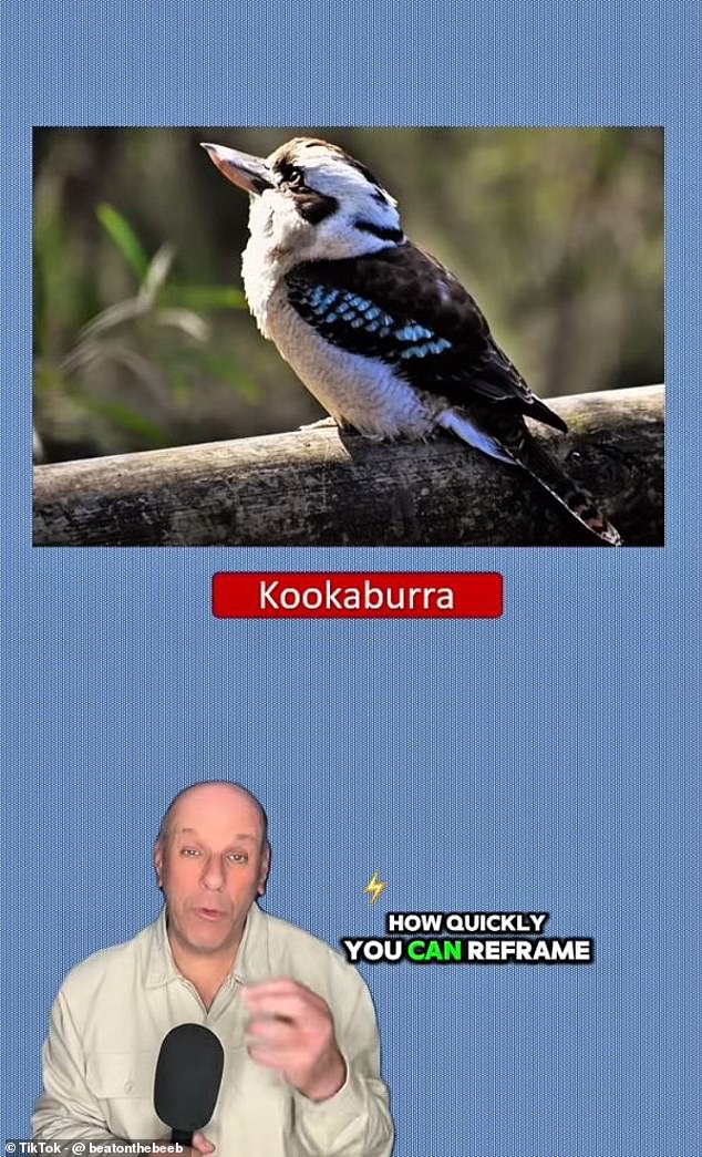 Can You Spot the Hidden Creature Camouflaged in This Kookaburra Photo?