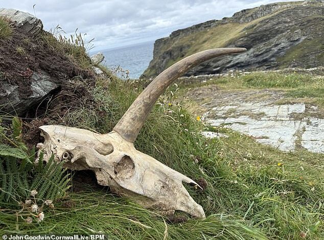 Legendary ‘Unicorn’ Skull Unearthed Near King Arthur’s Tintagel Castle in Cornwall