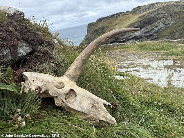Legendary ‘Unicorn’ Skull Unearthed Near King Arthur’s Tintagel Castle in Cornwall