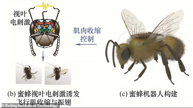 China Develops Remote-Controlled Cyborg Bees for Covert Surveillance Missions