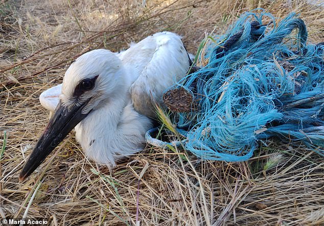 "Choking Reality: Plastic Entanglements in Avian Nests Strangling Vulnerable Chicks"