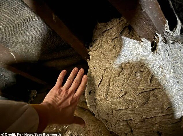 UK Alert: 2025 Declared ‘Year of Wasps’ as Monster Nests Hit Space Hopper Sizes