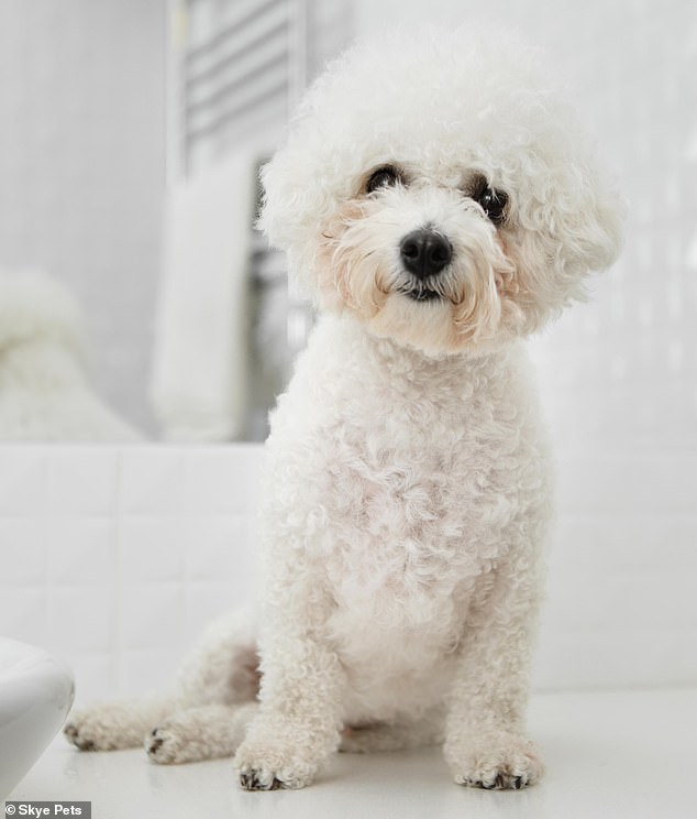 Oodle Mania: The Booming Popularity of Designer Poodle Crossbreeds From Bolonoodles to Chipoos