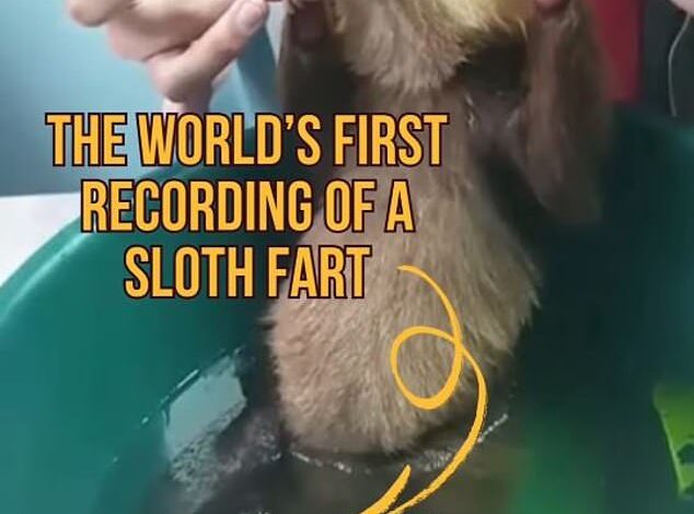 First-Ever Captured Sloth Flatulence: Zoologist’s Breakthrough Footage Makes History