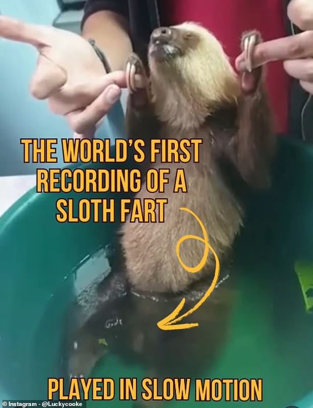 First-Ever Captured Sloth Flatulence: Zoologist’s Breakthrough Footage Makes History
