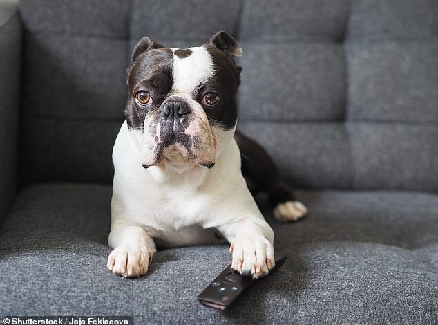 Game of Bones: Study Uncovers Dogs’ Favorite TV Shows and Canine Viewing Habits