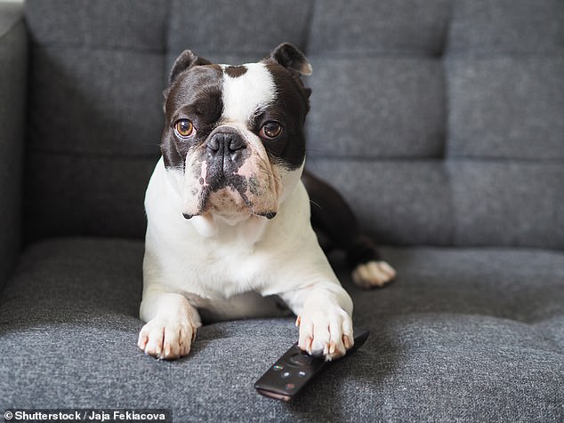 Game of Bones: Study Uncovers Dogs’ Favorite TV Shows and Canine Viewing Habits