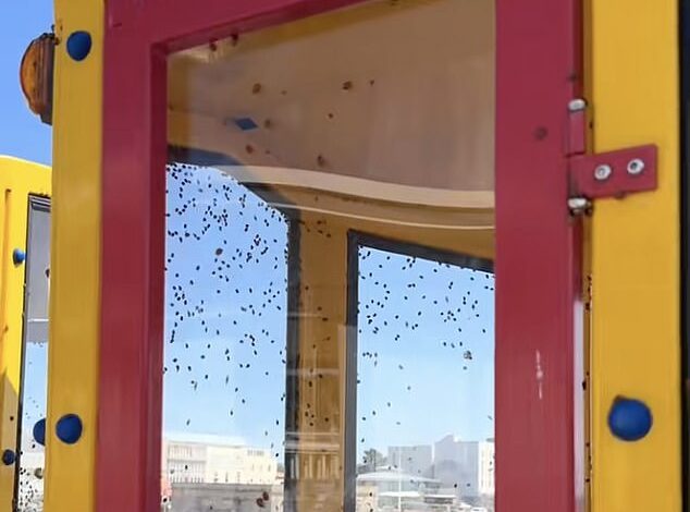 UK Overwhelmed by Largest Ladybird Swarm Since 1976 as Residents Seek Shelter from Invasion